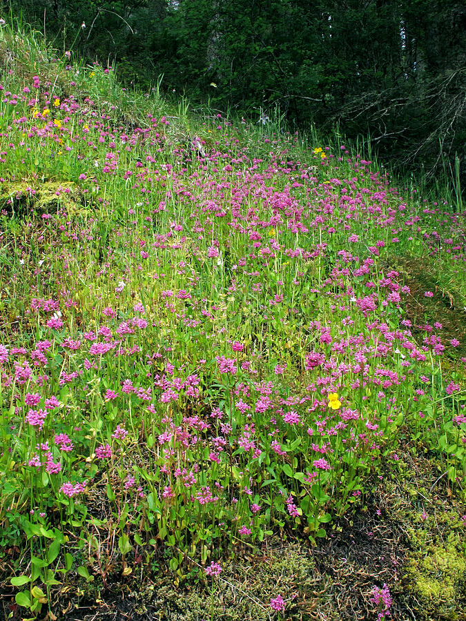 rosy plectritis & yellow monkeyflower (Plectritis congesta, Erythranthe sp. (Mimulus sp.)) [Saddle Mountain Trail, Clatsop County, Oregon]