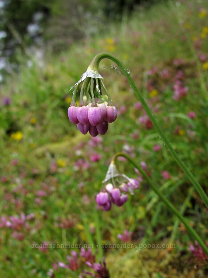nodding onion (Allium cernuum) [Saddle Mountain Trail, Clatsop County, Oregon]