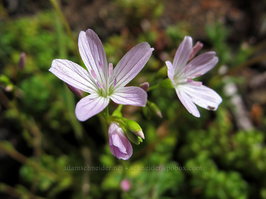 little-leaf montia (Montia parvifolia (Claytonia parvifolia)) [Saddle Mountain Trail, Clatsop County, Oregon]