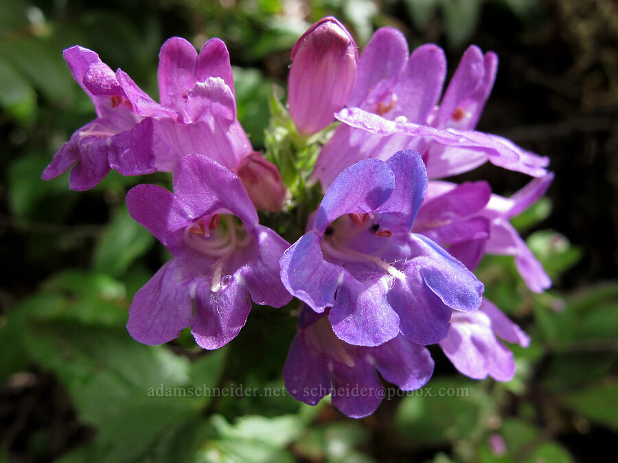 coast penstemon (Penstemon serrulatus) [Saddle Mountain Trail, Clatsop County, Oregon]