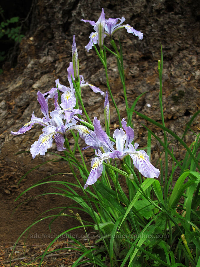 Oregon iris (Iris tenax) [Saddle Mountain Trail, Clatsop County, Oregon]
