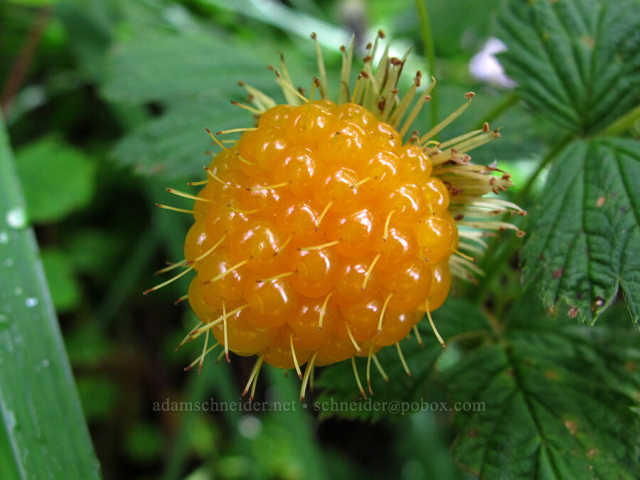 salmonberry (Rubus spectabilis) [Saddle Mountain Trail, Clatsop County, Oregon]