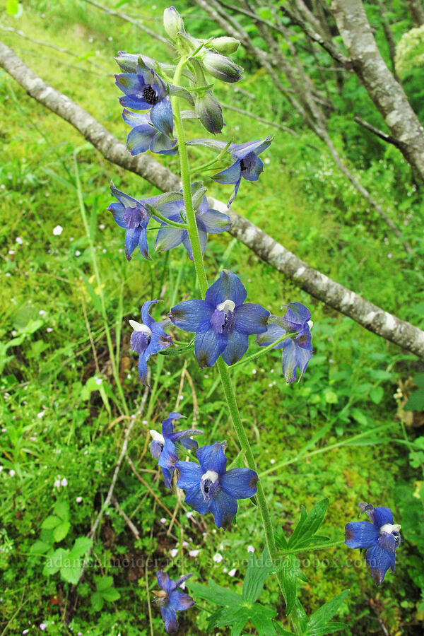 Columbian larkspur (cow poison) (Delphinium trolliifolium) [Saddle Mountain Trail, Clatsop County, Oregon]