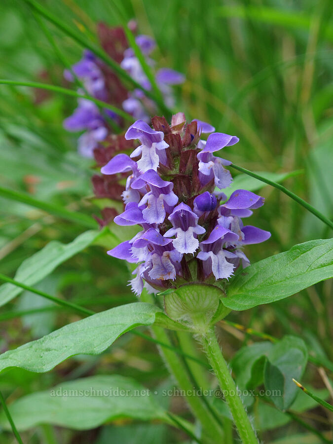 self-heal (Prunella vulgaris) [Saddle Mountain Trail, Clatsop County, Oregon]