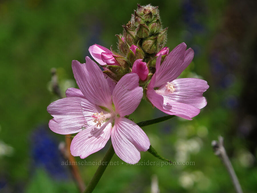 hairy-stemmed checker mallow (Sidalcea hirtipes) [Saddle Mountain Trail, Clatsop County, Oregon]