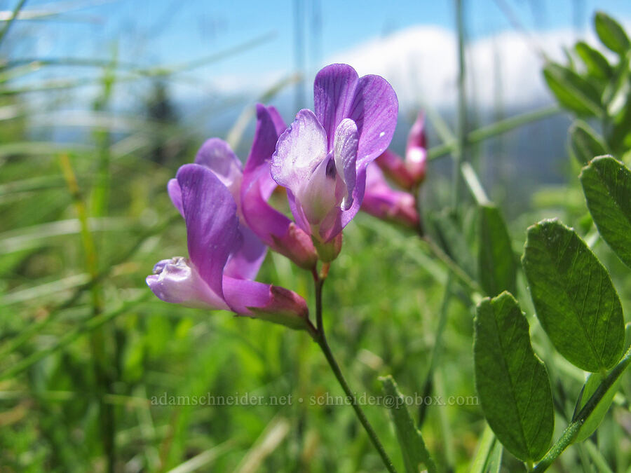 American vetch (Vicia americana) [Saddle Mountain Trail, Clatsop County, Oregon]