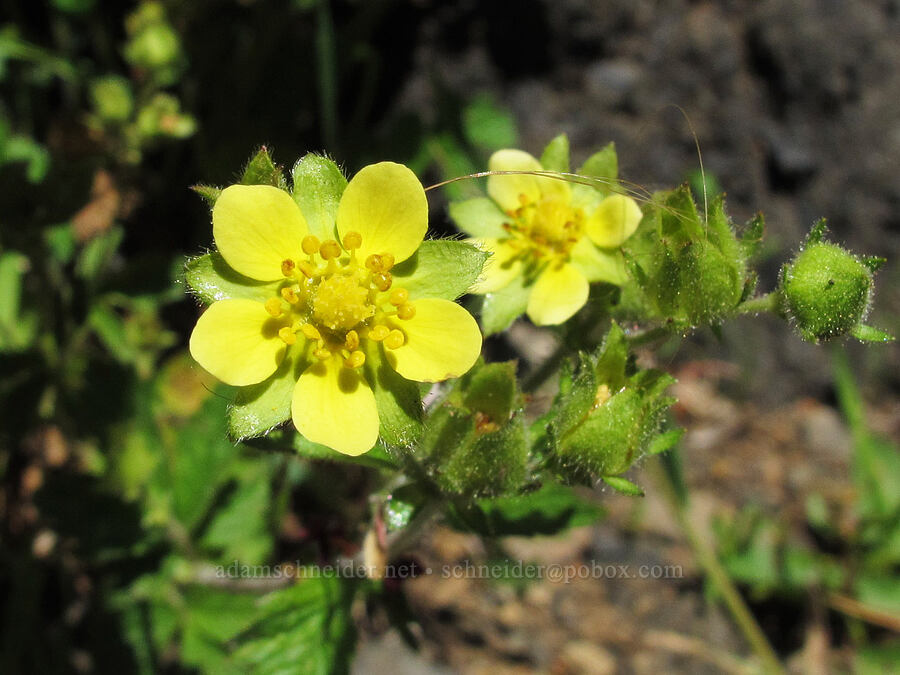 coast drymocallis (sticky cinquefoil) (Drymocallis glandulosa var. wrangelliana (Potentilla glandulosa)) [Saddle Mountain Trail, Clatsop County, Oregon]