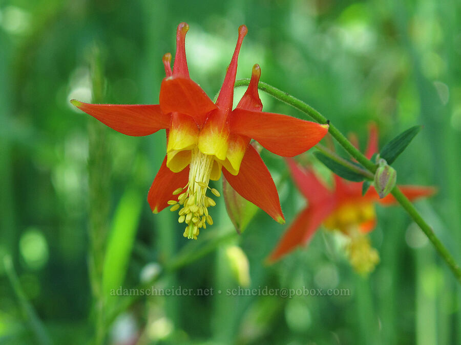 columbine (Aquilegia formosa) [Saddle Mountain Trail, Clatsop County, Oregon]