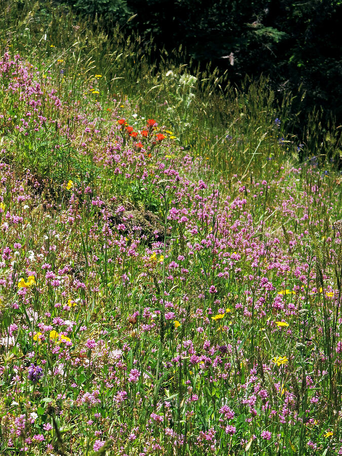 wildflowers [Saddle Mountain, Clatsop County, Oregon]