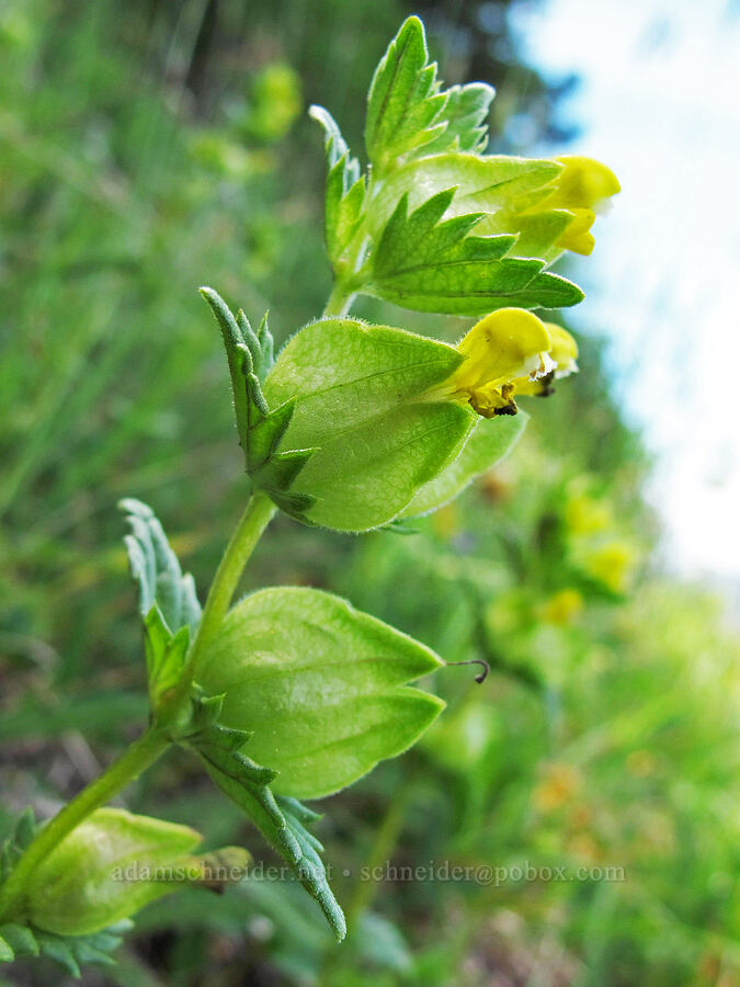 yellow rattle (Rhinanthus minor (Rhinanthus crista-galli)) [Saddle Mountain, Clatsop County, Oregon]
