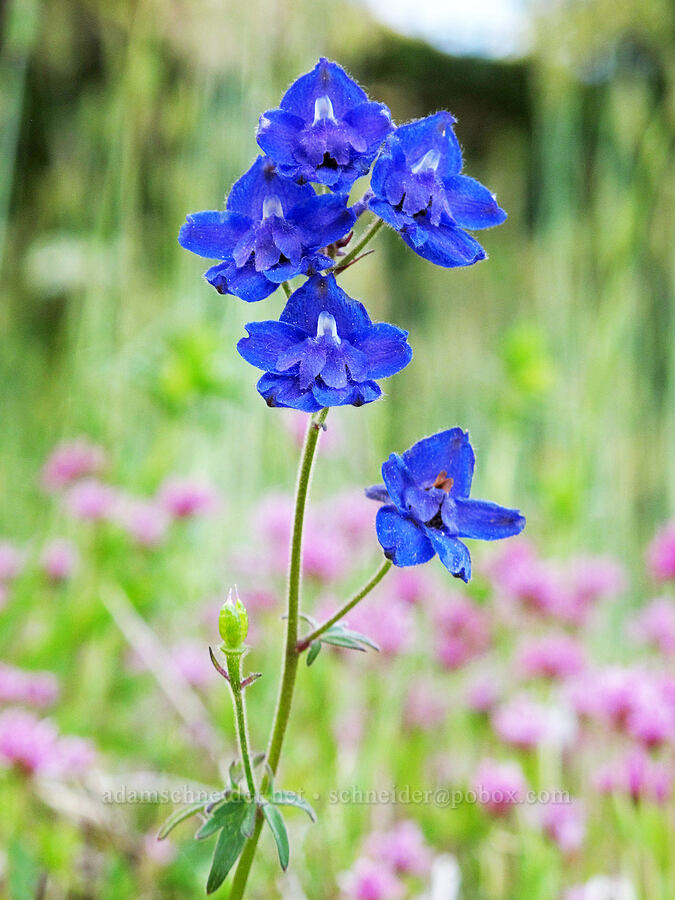 Willamette Valley larkspur (Delphinium oreganum) [Saddle Mountain, Clatsop County, Oregon]