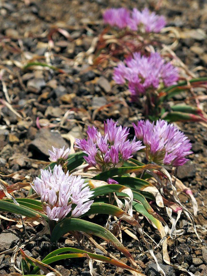 Olympic onion (Allium crenulatum) [Saddle Mountain Trail, Clatsop County, Oregon]