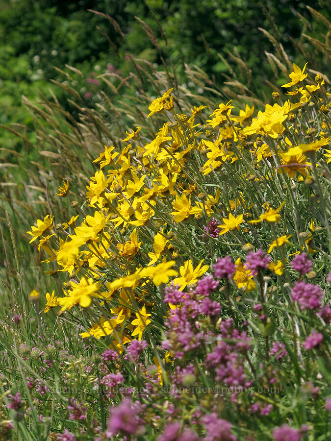 Oregon sunshine & rosy plectritis (Eriophyllum lanatum var. leucophyllum, Plectritis congesta) [Saddle Mountain Trail, Clatsop County, Oregon]