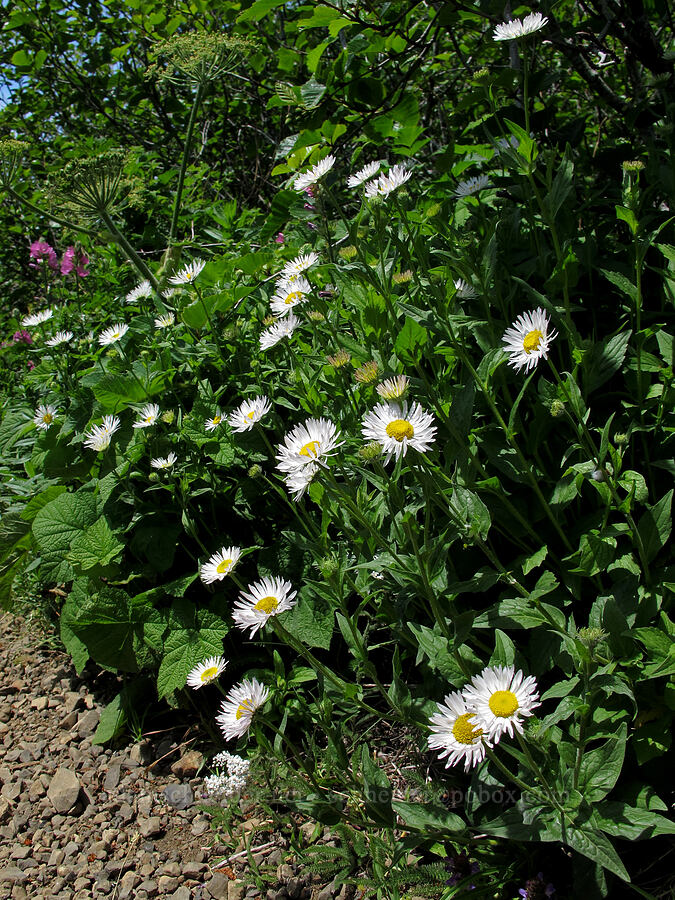 Alice's fleabane (Erigeron aliceae) [Saddle Mountain Trail, Clatsop County, Oregon]
