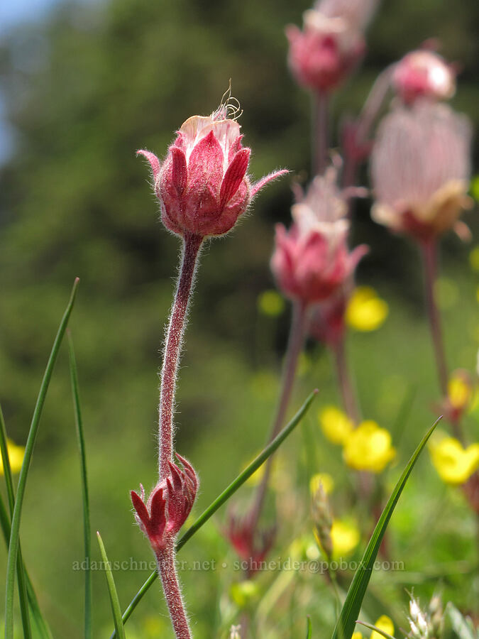 prairie smoke (Geum triflorum) [Saddle Mountain Trail, Clatsop County, Oregon]
