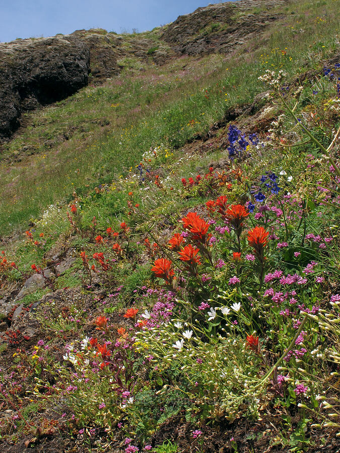 wildflowers [Saddle Mountain Trail, Clatsop County, Oregon]