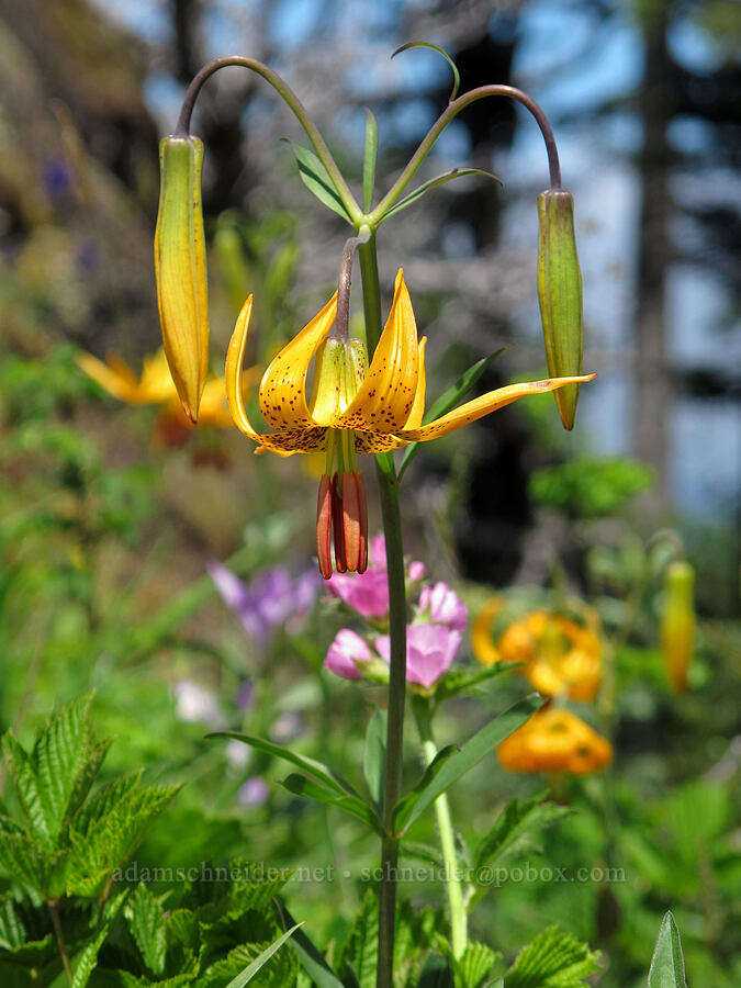 Columbia tiger lilies (Lilium columbianum) [Saddle Mountain Trail, Clatsop County, Oregon]