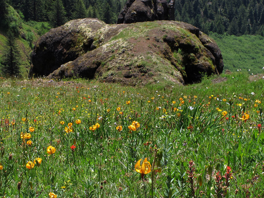 wildflowers [Saddle Mountain Trail, Clatsop County, Oregon]
