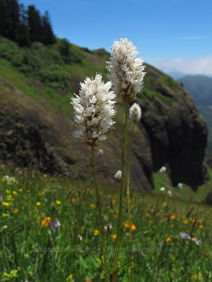 western bistort (Bistorta bistortoides (Polygonum bistortoides)) [Saddle Mountain Trail, Clatsop County, Oregon]