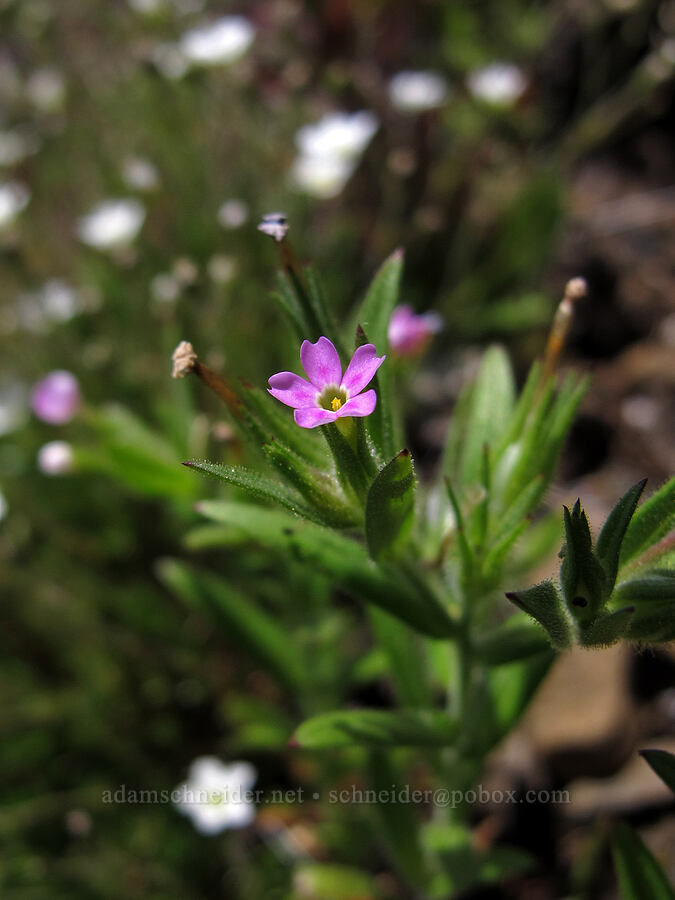 slender phlox (Microsteris gracilis (Phlox gracilis)) [Saddle Mountain Trail, Clatsop County, Oregon]