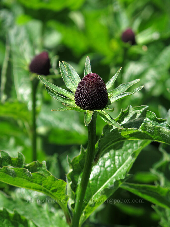 western coneflower (Rudbeckia occidentalis) [Saddle Mountain Trail, Clatsop County, Oregon]