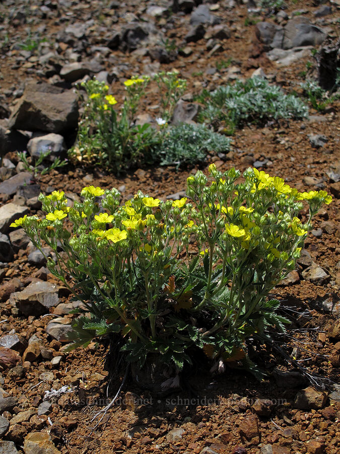 slender cinquefoil (Potentilla gracilis) [Saddle Mountain Trail, Clatsop County, Oregon]