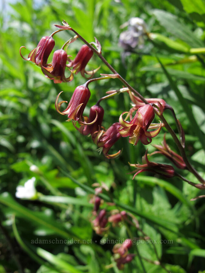 bronze bells (western feather-bells) (Anticlea occidentalis (Stenanthium occidentale)) [Saddle Mountain Trail, Clatsop County, Oregon]