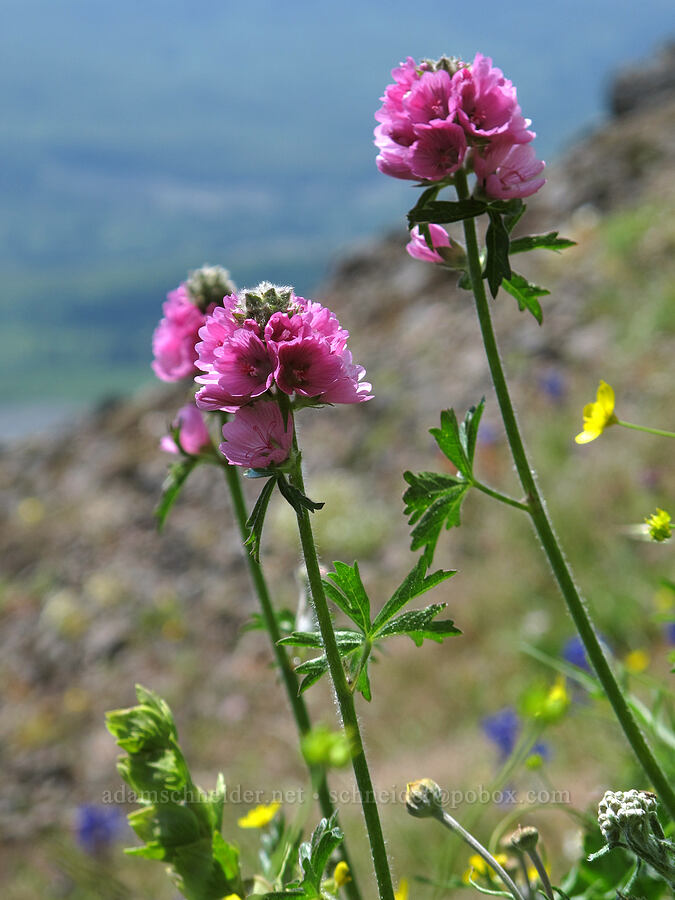 hairy-stemmed checker mallow (Sidalcea hirtipes) [Saddle Mountain Trail, Clatsop County, Oregon]