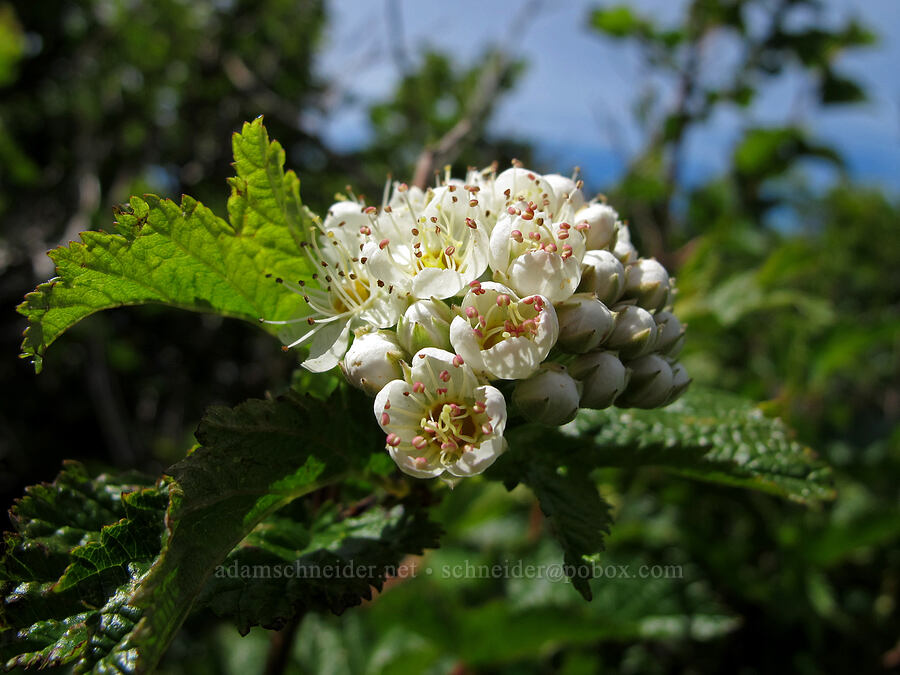 Pacific nine-bark flowers (Physocarpus capitatus) [Saddle Mountain summit, Clatsop County, Oregon]
