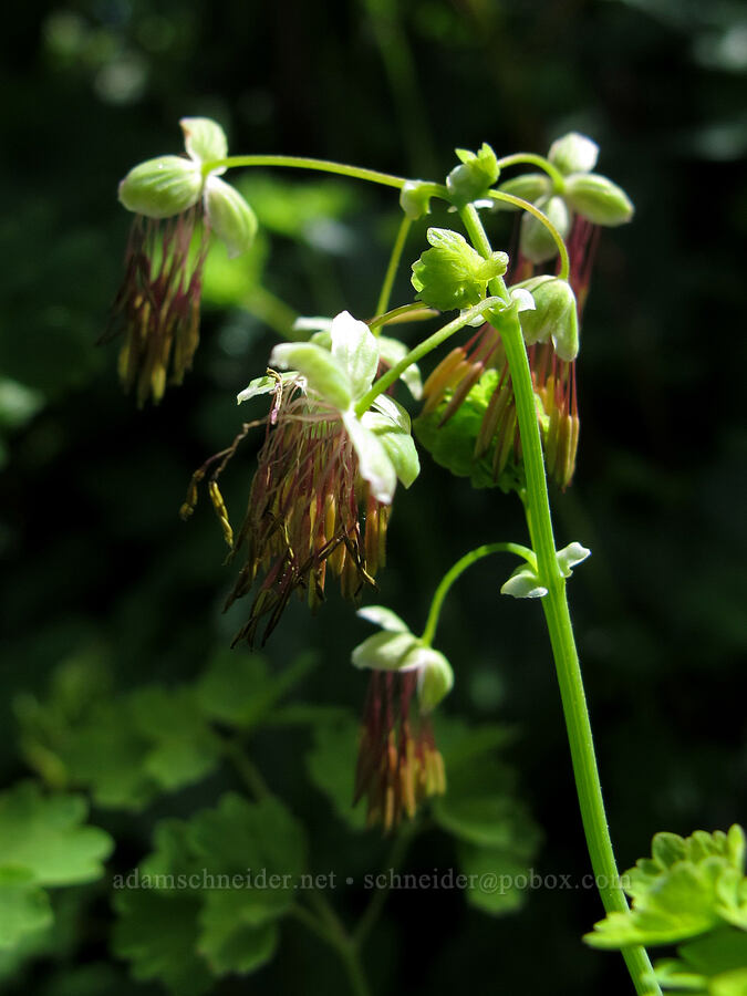 western meadow-rue (male flowers) (Thalictrum occidentale) [Saddle Mountain summit, Clatsop County, Oregon]