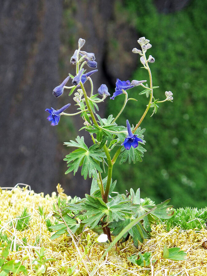larkspur (Delphinium sp.) [Saddle Mountain summit, Clatsop County, Oregon]