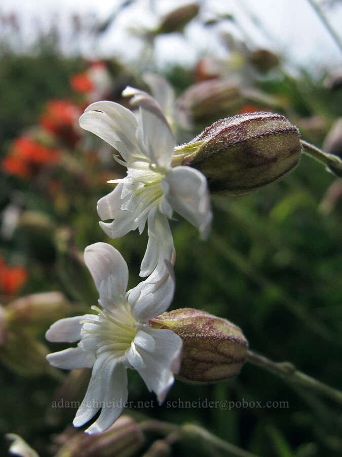 Douglas's catchfly (Silene douglasii) [Saddle Mountain summit, Clatsop County, Oregon]
