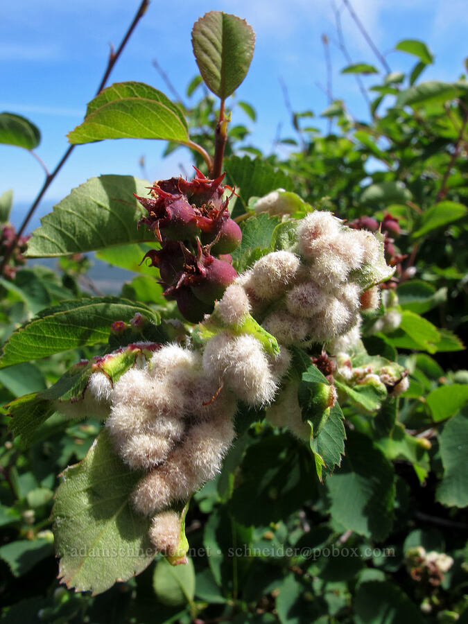 fuzzy galls on serviceberry leaves (Amelanchier alnifolia) [Saddle Mountain summit, Clatsop County, Oregon]