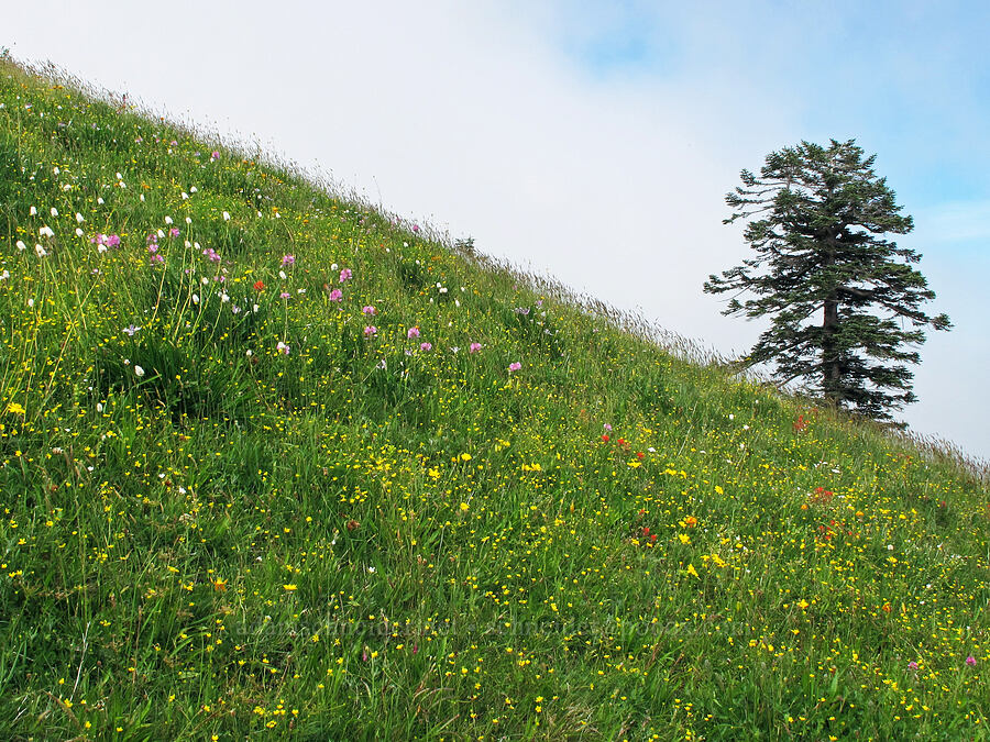 wildflowers [Saddle Mountain Trail, Clatsop County, Oregon]