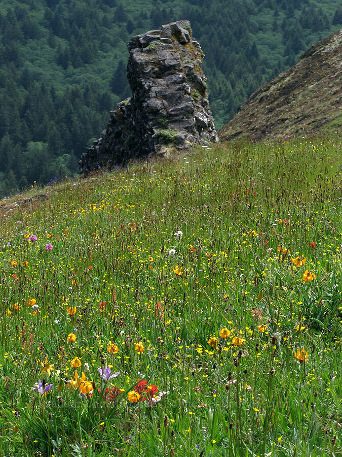 wildflowers [Saddle Mountain Trail, Clatsop County, Oregon]