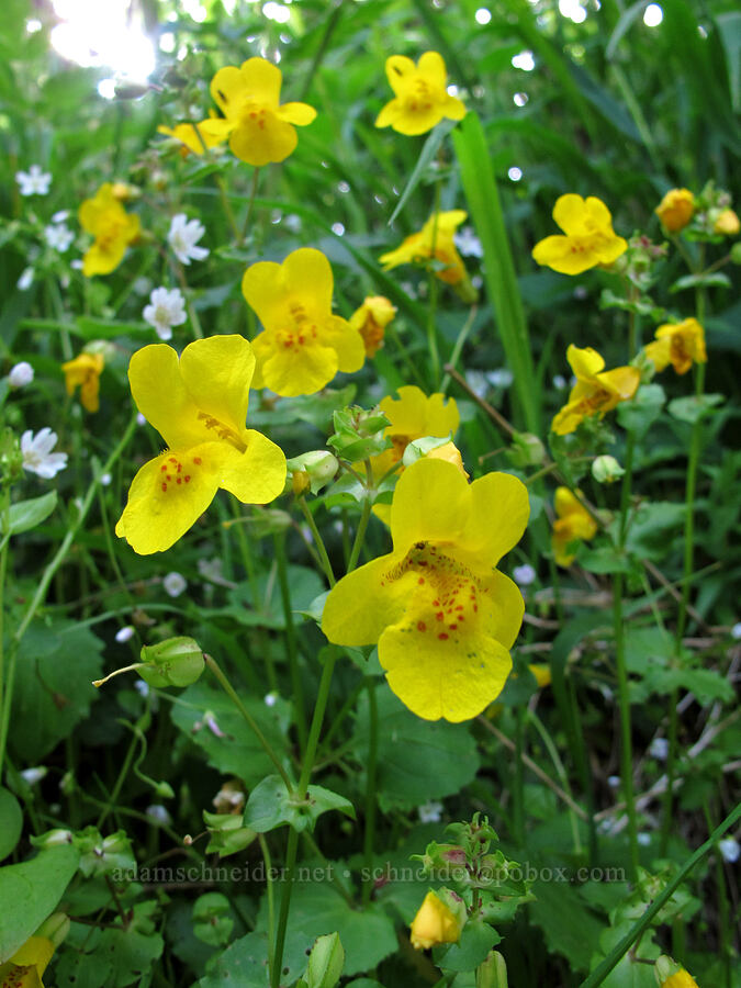 monkeyflower (Erythranthe guttata (Mimulus guttatus)) [Saddle Mountain Trail, Clatsop County, Oregon]