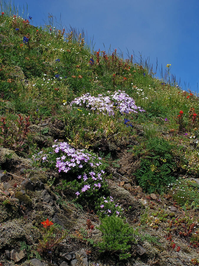 spreading phlox (Phlox diffusa) [Saddle Mountain Trail, Clatsop County, Oregon]