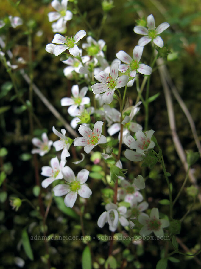 Nuttall's saxifrage (Cascadia nuttallii (Saxifraga nuttallii)) [Saddle Mountain Trail, Clatsop County, Oregon]