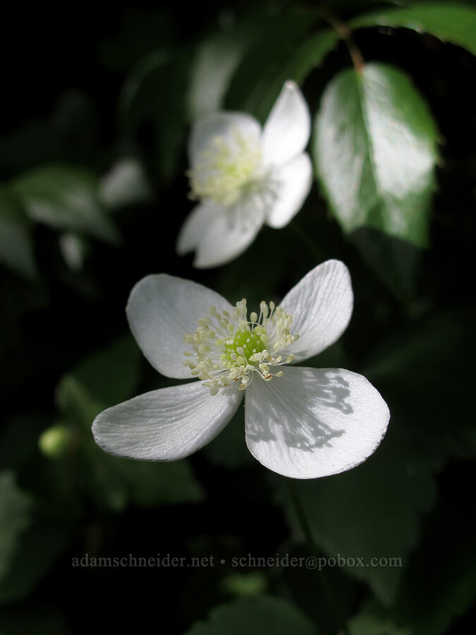 Columbia windflower (Anemone deltoidea (Anemonastrum deltoideum)) [Saddle Mountain Trail, Clatsop County, Oregon]