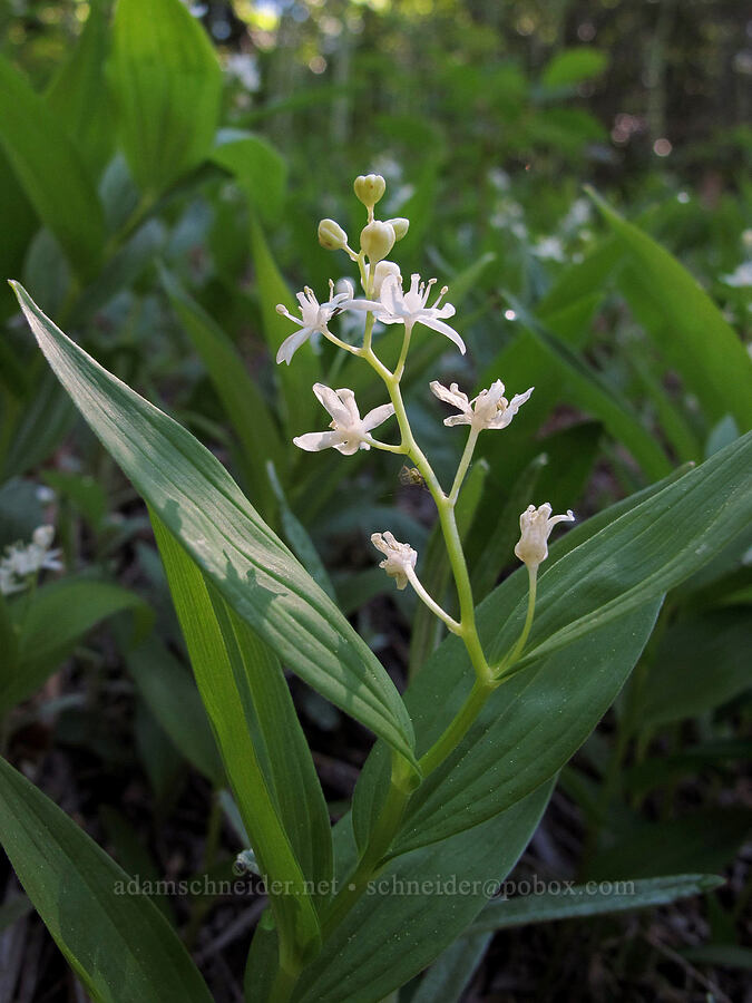 starry false solomon's-seal (Maianthemum stellatum (Smilacina stellata)) [Mirror Lake, Mt. Hood National Forest, Clackamas County, Oregon]