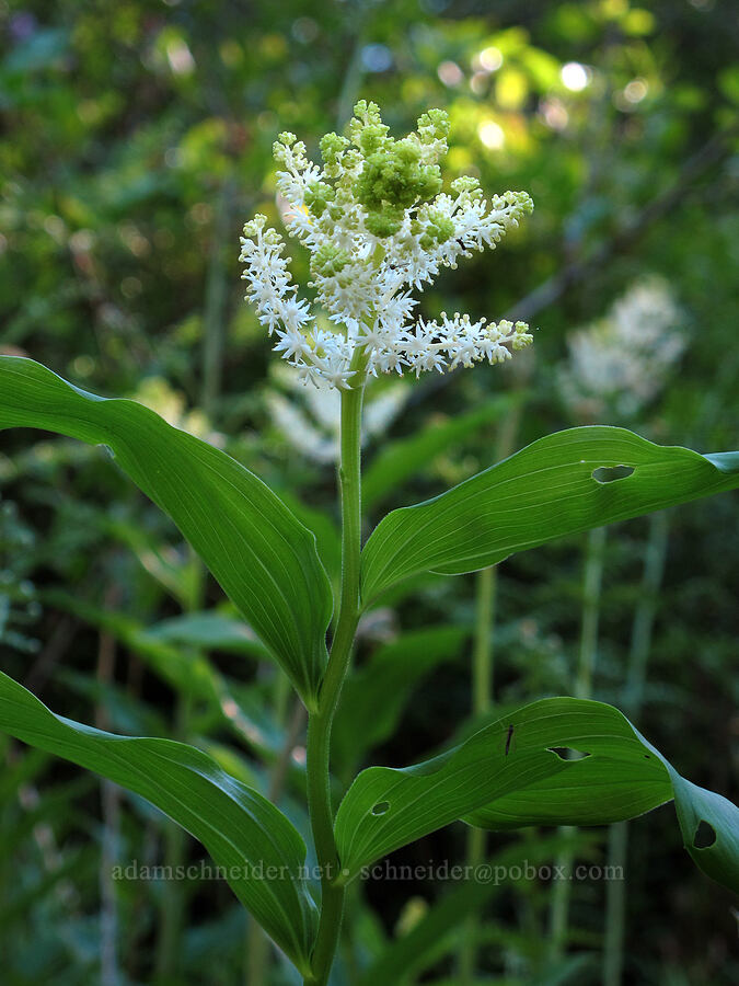 feathery false solomon's-seal (Maianthemum racemosum ssp. amplexicaule (Smilacina racemosa)) [Mirror Lake, Mt. Hood National Forest, Clackamas County, Oregon]