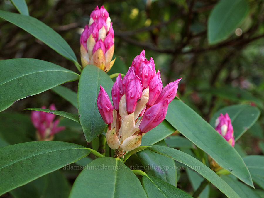 rhododendron (Rhododendron macrophyllum) [Mirror Lake, Mt. Hood National Forest, Clackamas County, Oregon]