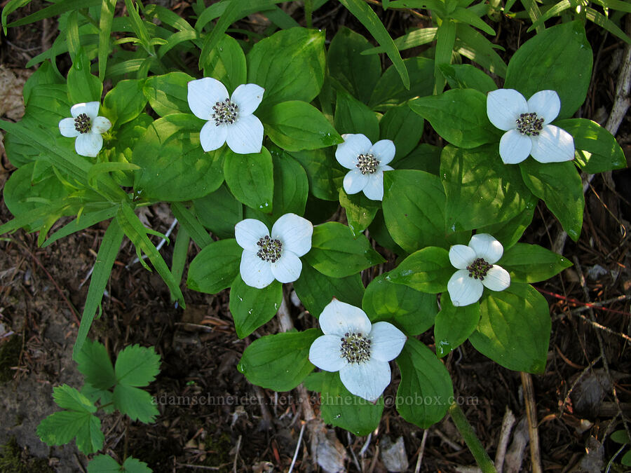 bunchberry flowers (Cornus unalaschkensis (Cornus canadensis)) [Mirror Lake, Mt. Hood National Forest, Clackamas County, Oregon]
