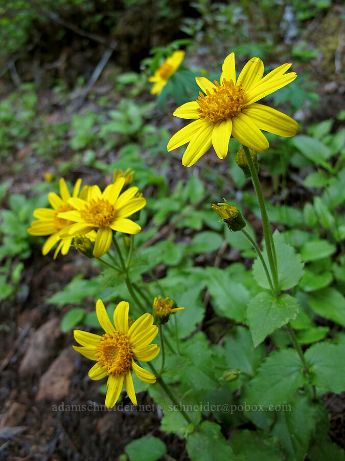 broad-leaf arnica (Arnica latifolia) [Mirror Lake, Mt. Hood National Forest, Clackamas County, Oregon]