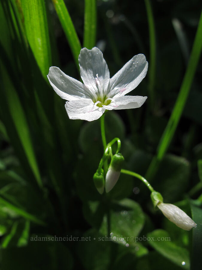 broad-leaf spring-beauty (Claytonia cordifolia (Montia cordifolia)) [Mirror Lake, Mt. Hood National Forest, Clackamas County, Oregon]