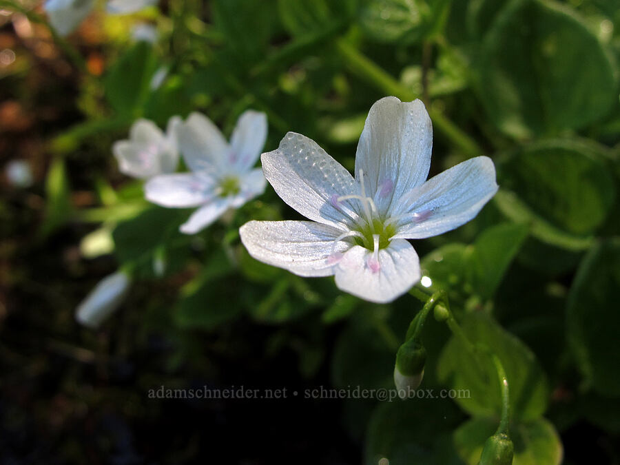 broad-leaf spring-beauty (Claytonia cordifolia (Montia cordifolia)) [Mirror Lake, Mt. Hood National Forest, Clackamas County, Oregon]