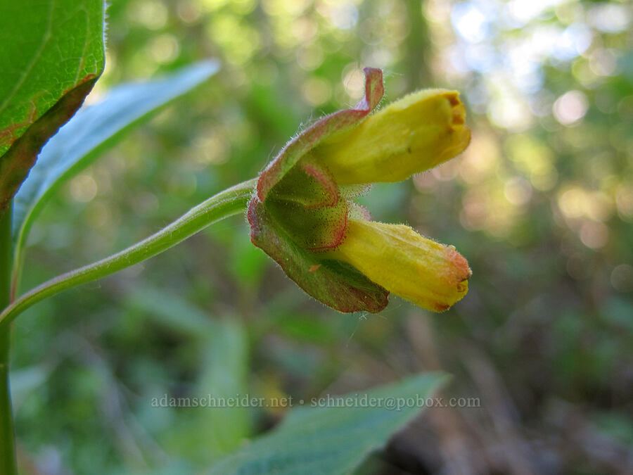 black twinberry (Lonicera involucrata) [Mirror Lake, Mt. Hood National Forest, Clackamas County, Oregon]