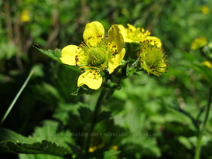 large-leaf avens (Geum macrophyllum) [Mirror Lake, Mt. Hood National Forest, Clackamas County, Oregon]