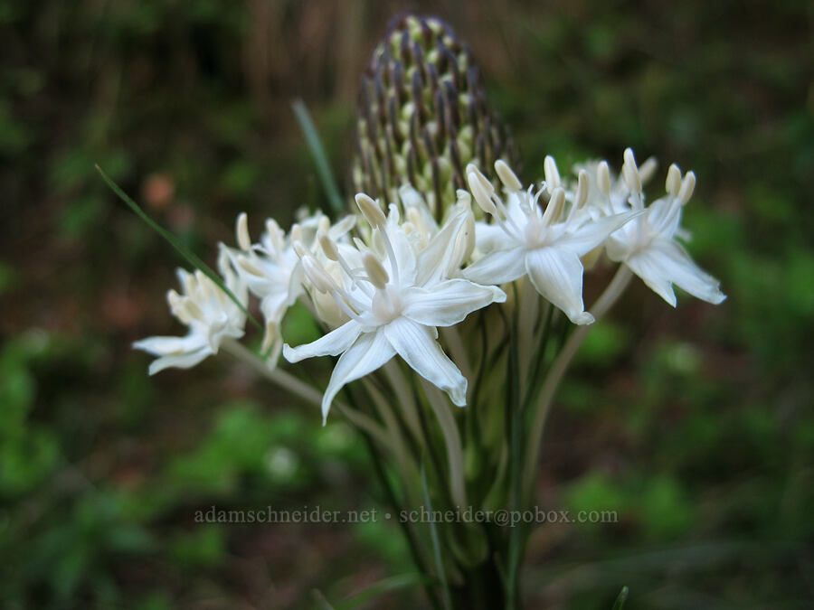 beargrass (Xerophyllum tenax) [Mirror Lake Trail, Salmon-Huckleberry Wilderness, Clackamas County, Oregon]