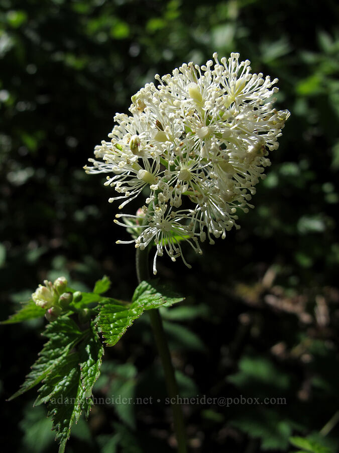 baneberry (Actaea rubra) [Mirror Lake Trail, Salmon-Huckleberry Wilderness, Clackamas County, Oregon]
